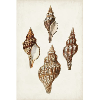 Sowerby Shells IV by James Sowerby - Wrapped Canvas Print