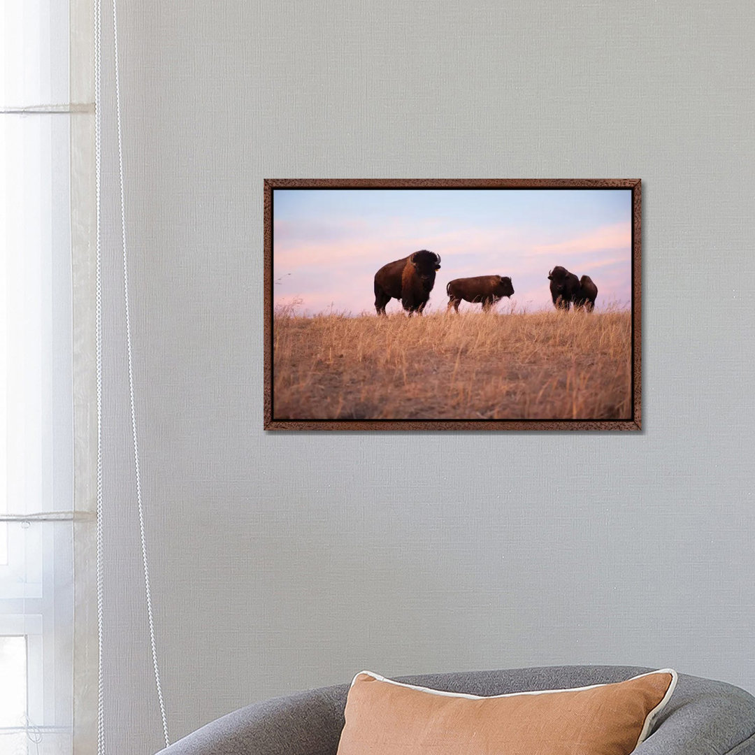 Vier Bisons auf einer Ranch bei Valentine, Nebraska von Joel Sartore - Galerie- GiclÃ©e auf Leinwand