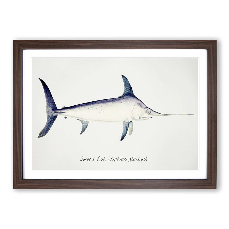 Illustration of a Swordfish by F.E. Clarke - Picture Frame Graphic Art Print on MDF, 48cm H x 65cm W x 2cm D, Walnut Framed