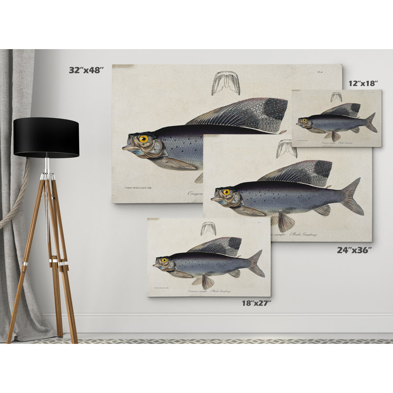 Vintage Fish Study I - Single Picture Frame Graphic Art on Canvas, 12" H x 18" W x 1.5" D, Wrapped Canvas