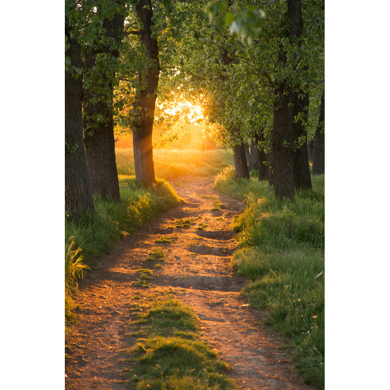 The Magic Forest by SrdjanPav - Wrapped Canvas Print, 30cm H x 46cm W x 3.8cm D