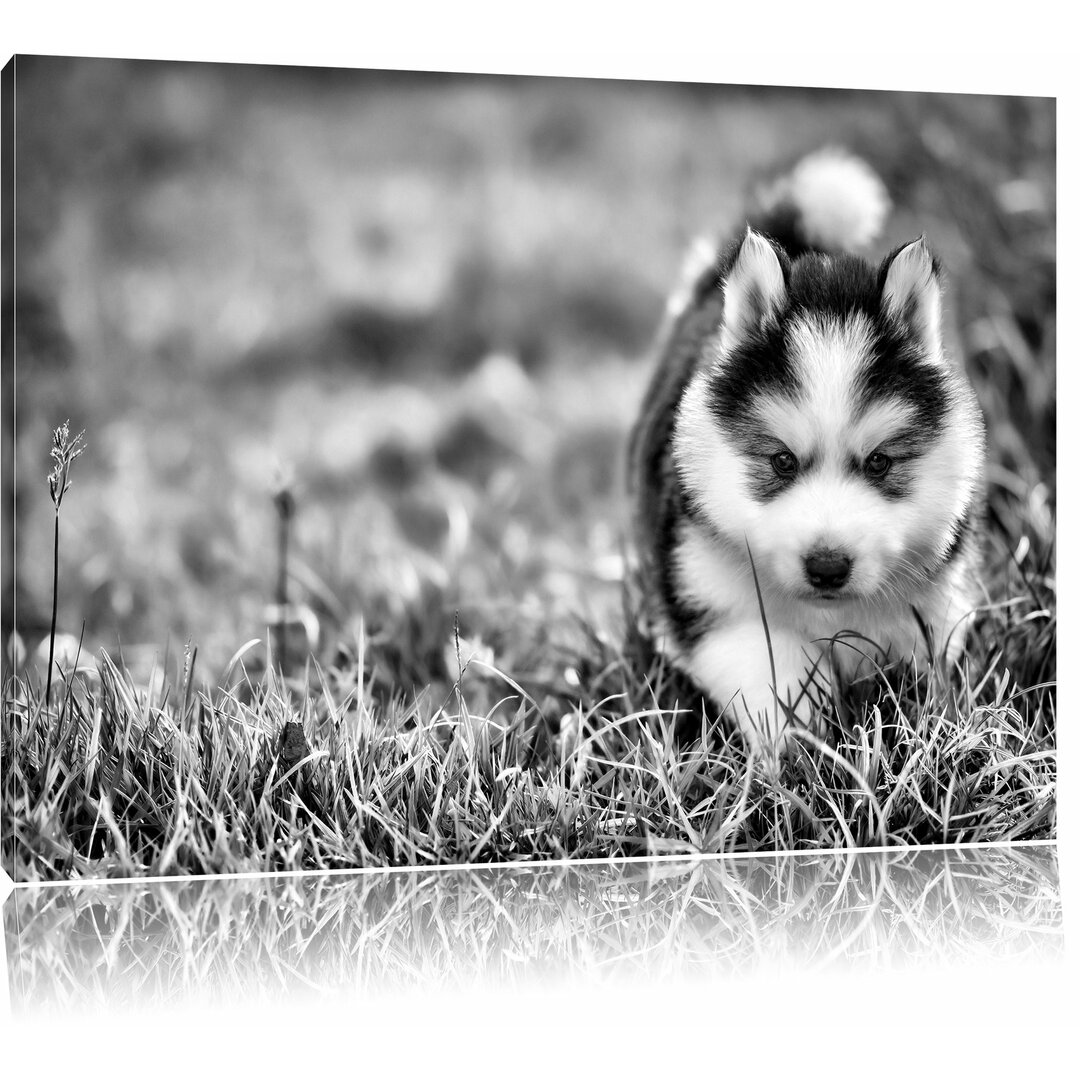 Leinwandbild Bezaubernder Husky Welpe in Monochrom