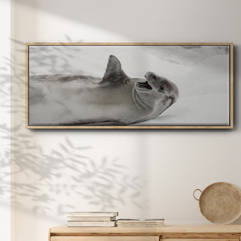 Laughing Seal- Framed Canvas