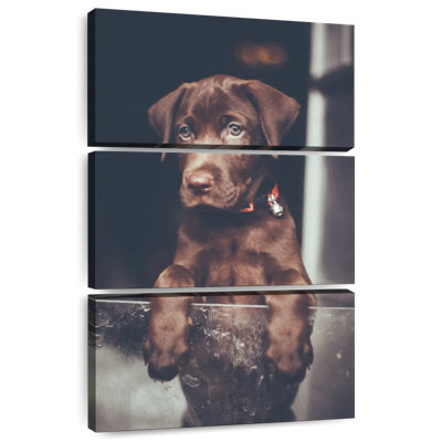 Brampt Chocolate Labrador Puppy