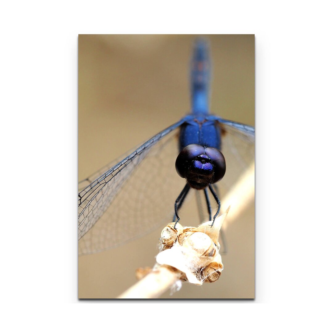 Leinwandbild Blaue Libelle auf Zweig