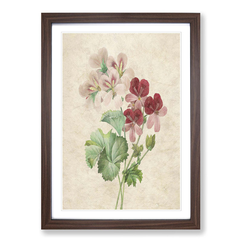 Cranesbill Flowers by Pierre-Joseph Redoute - Picture Frame Painting Print, 48cm H x 36cm W x 2cm D, Walnut Framed