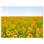 «Beautiful Sunflowers Garden», reproduction de photo sur toile tendue-19240987