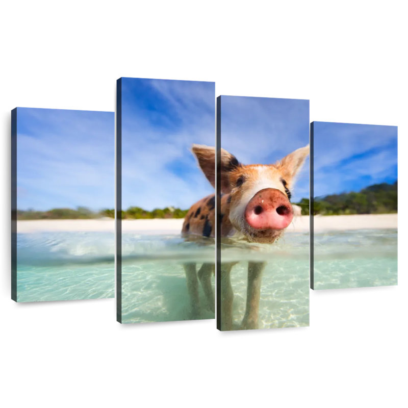 Brampt Cochon à Exuma, Bahamas, H 27 po x l 43 po