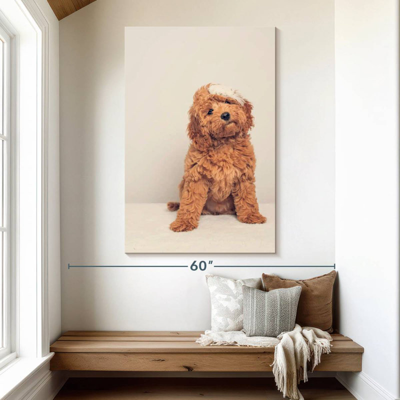 Chiot cockapoo, H 51 po x l 34 po