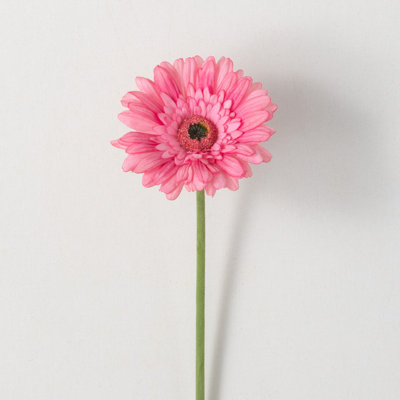 Fleurs de marguerites vibrantes