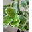 Faux Money Tree Plant in Pot-1382433208