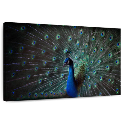 Noble Blue Peacock