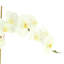 Phalaenopsis In Glass Vase With Moss