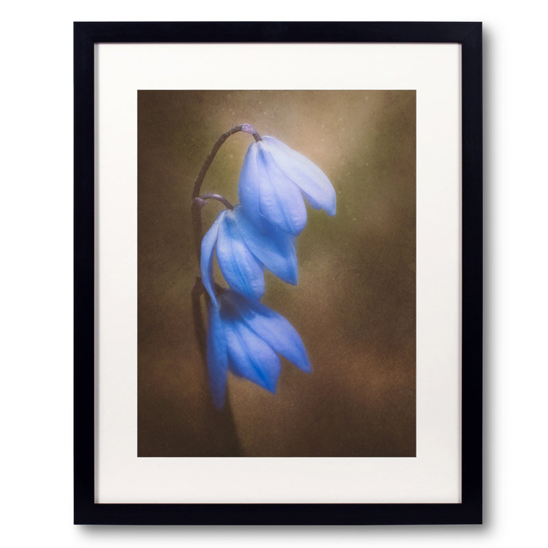 Trio Of Spring Flowers Print by Scott Norris, 20" H x 16" W
