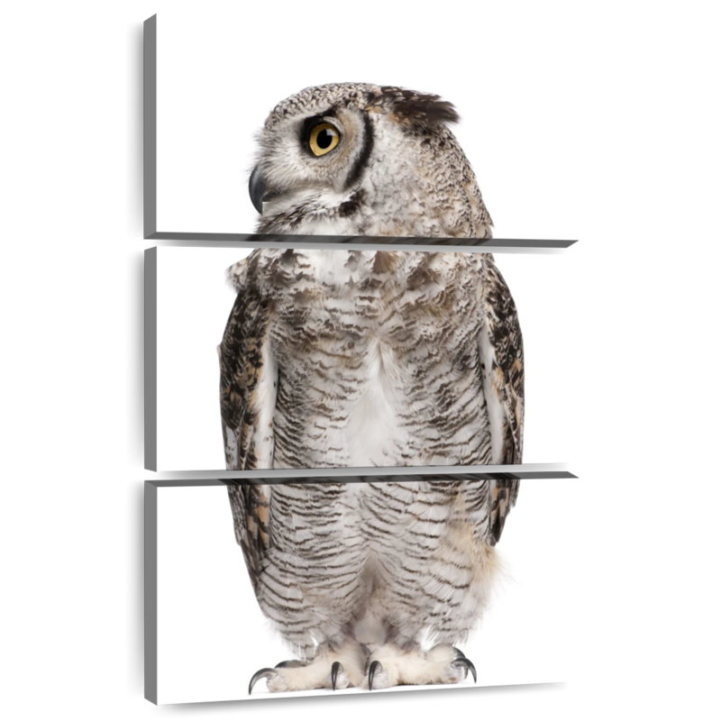 Hibou Brampt regardant de côté, H 50 po x l 32 po