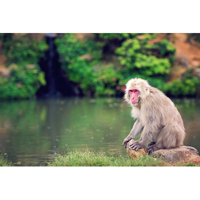 Wild macaque monkey 1 Piece Wall Art on Canvas