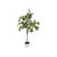 Ficus Tree