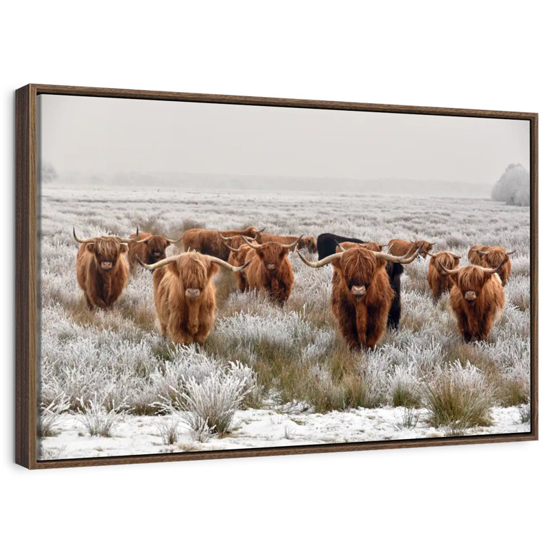 Winter Highland Cows, 25 po x 17 po, Cadre flottant noyer