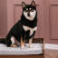 Canapé-lit moderne pour chien avec tiroirs-1390507780