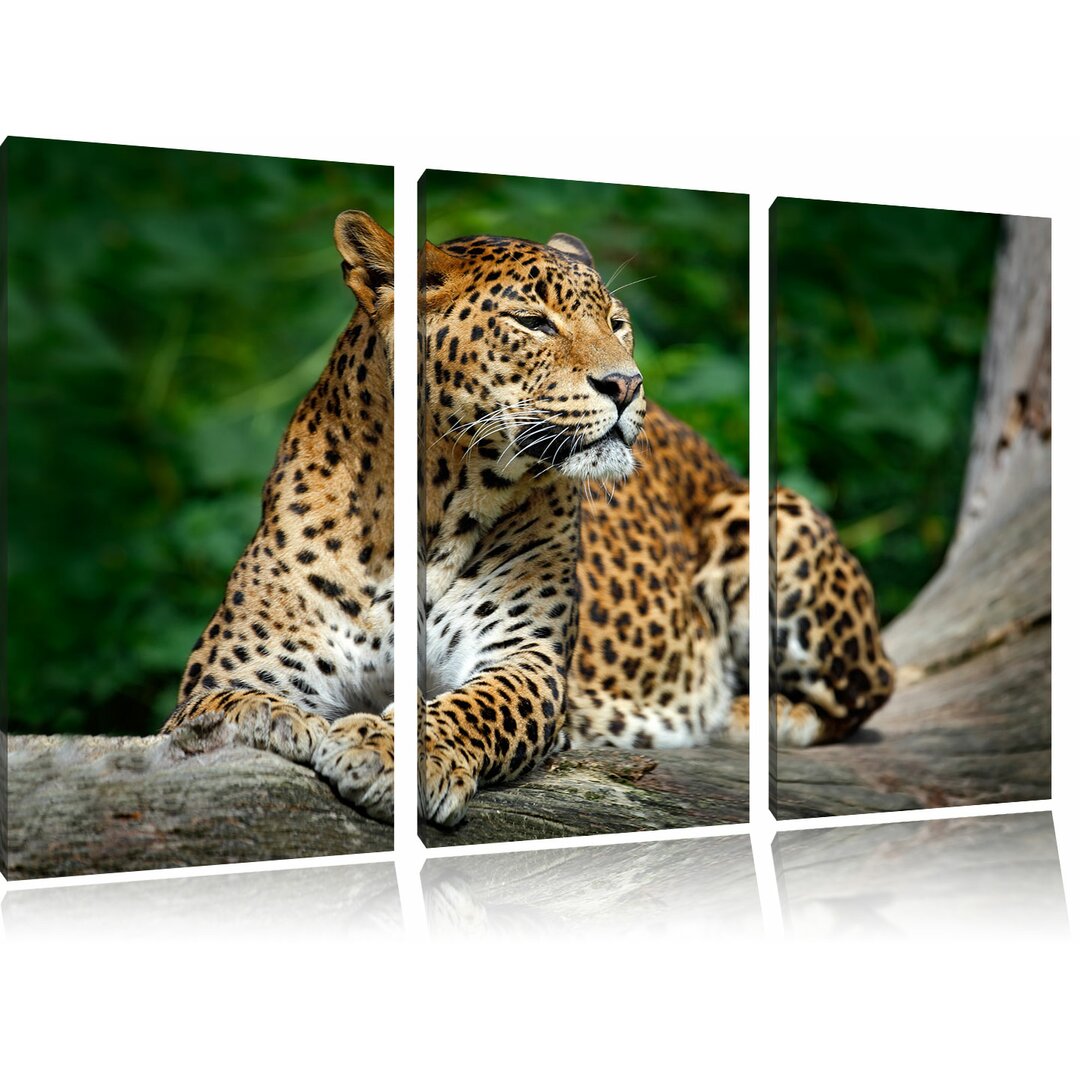 3-tlg. Leinwandbilder-Set Wunderschöner Leopard in der Natur, Fotodruck