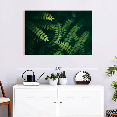Feuilles d'acacia Harnek