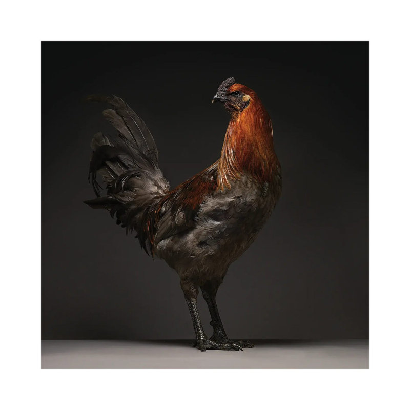 Liege Fighter - Wrapped Canvas Print, 45.72 cm H x 45.72 cm W x 1.91 cm D