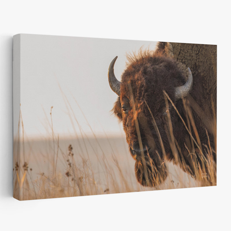 Coucher de soleil contemporain Bison, H 60 po x l 40 po
