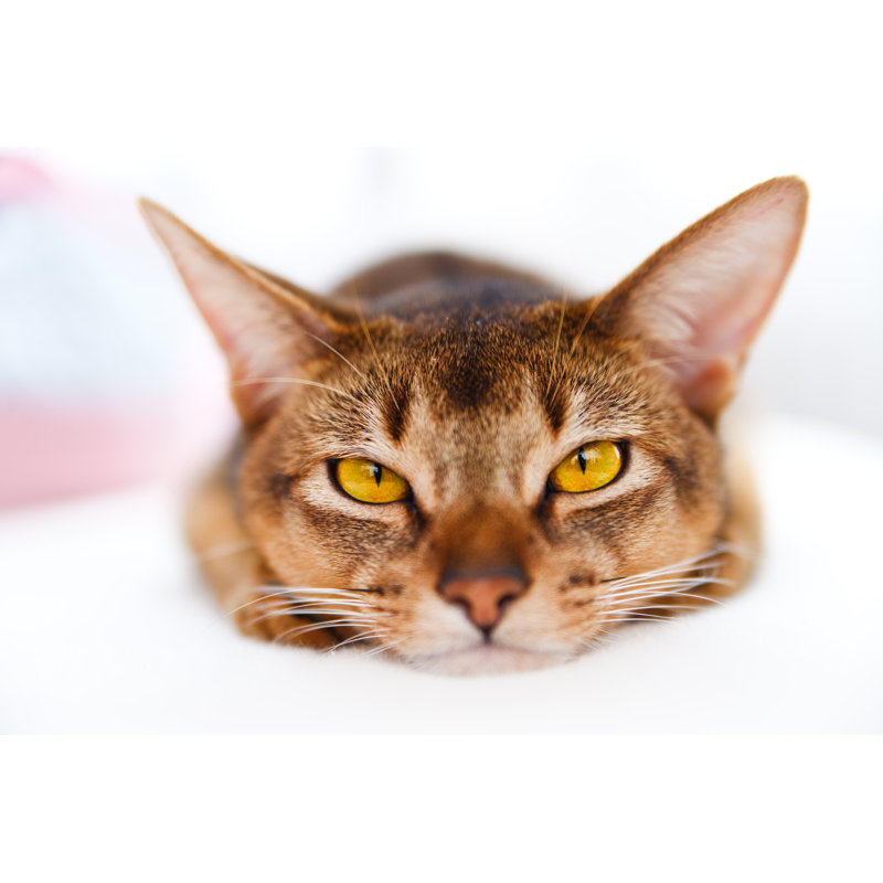 Young Abyssinian Cat by Anobis - Wrapped Canvas Print, 30cm H x 46cm W x 3.8cm D