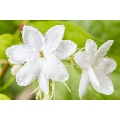 «White Flower, Jasmine» par - Photographie sur toile tendue