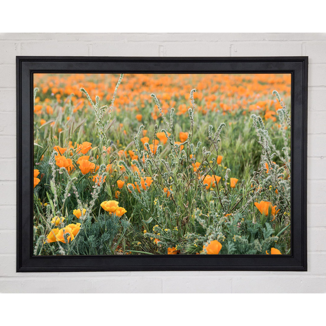 Gerahmter Kunstdruck Orange Flowers In The Spring Field