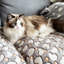 Couverture pour animaux-105792785-105792783