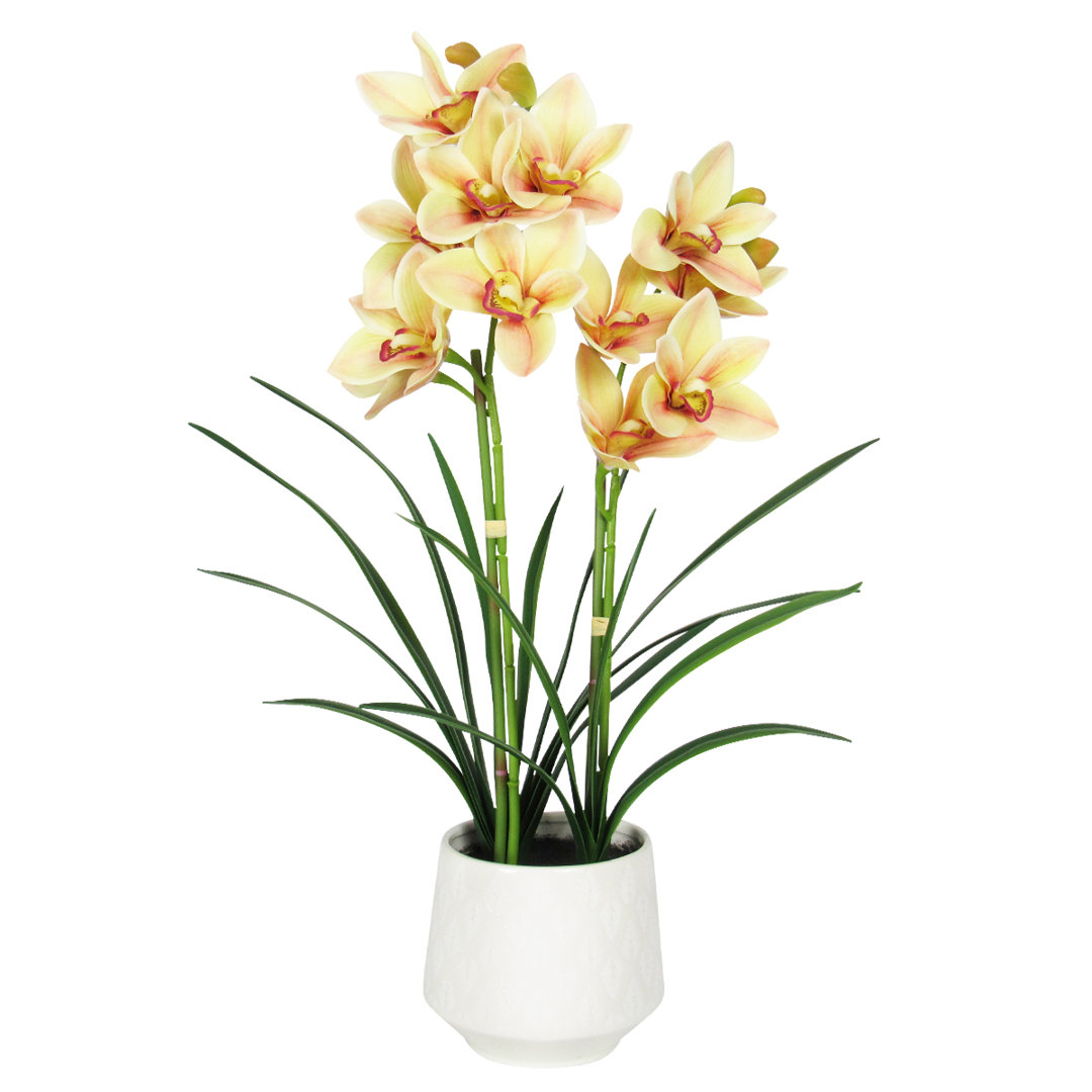 Orchid Arrangement in Pot Primrue