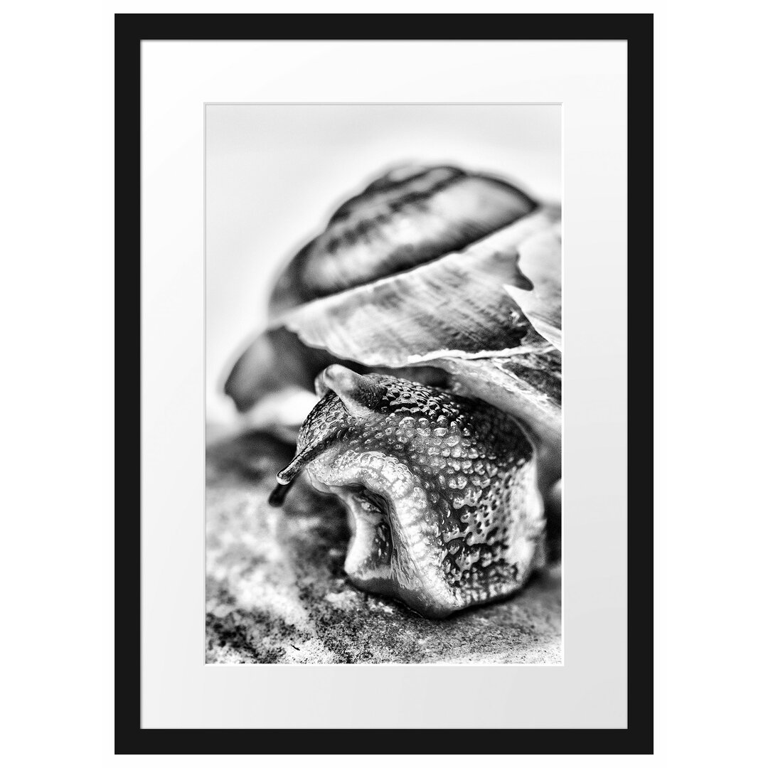 Gerahmtes Poster Schnecke mit Haus