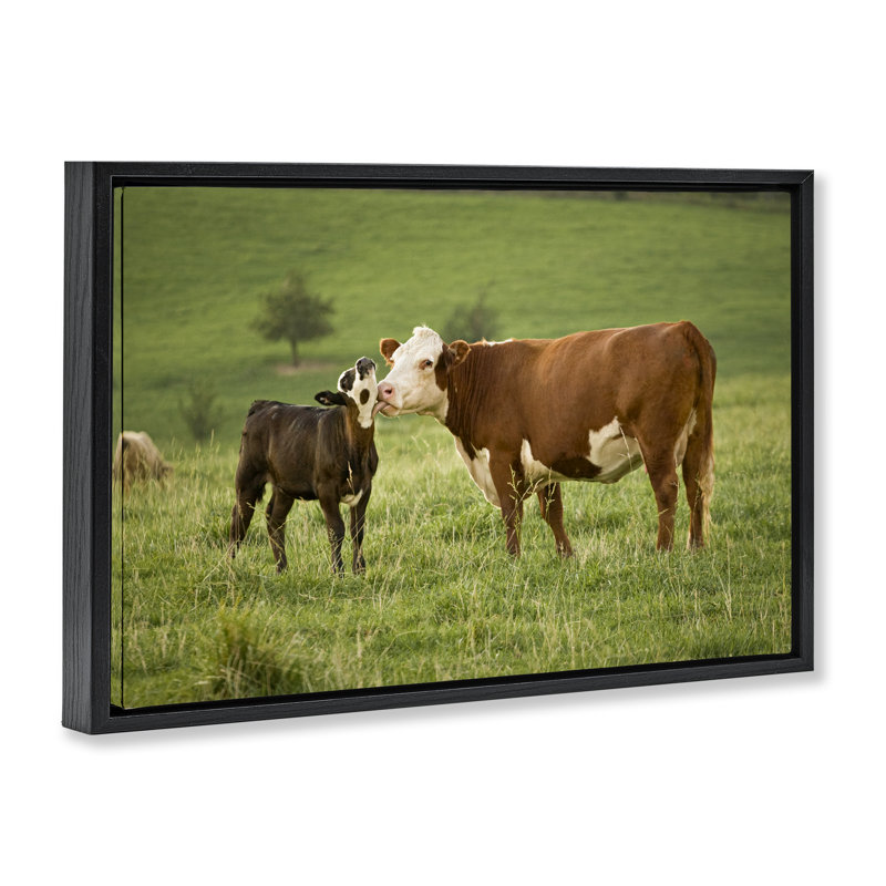 «Cow and Calf Preening Floater» par Marty Hulsebos, Cadre flottant noir de jais, H 21 po x l 31 po