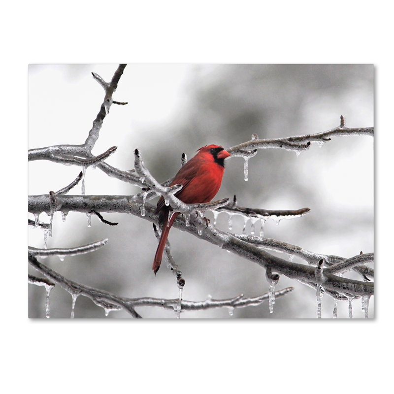 «Mâle cardinal Braving the Cold» de Vidur, impression sur toile tendue, H 14 po x l 19 po