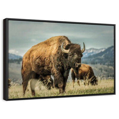 Wyoming Bison