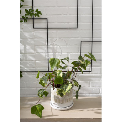 Linden Pot