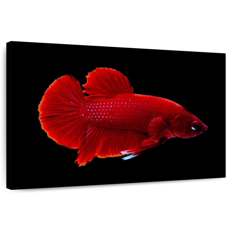 Vibrant Red Betta, 16" H x 24" W