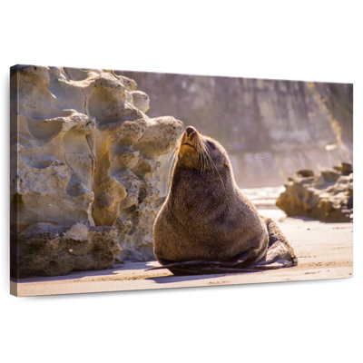 Phoque bronzant