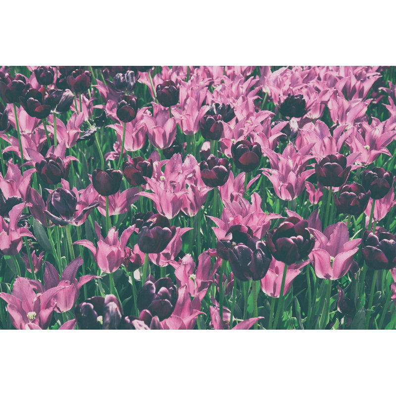 Tulipe botanique, H 12 po x l 18 po, Non, Toile tendue