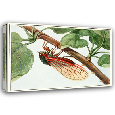 "Periodical Cicada" by  Robert Evans Snodgrass - Gallery Wrap Canvas Wall Art
