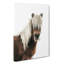 Icelandic Horse - Wrapped Canvas-55359551