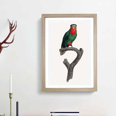 Blue Crowned Lorikeet by F. Levaillant - Picture Frame Graphic Art Print