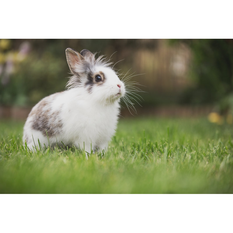 Rabbit Sitting In Grass by Rico Domonkos - Wrapped Canvas Print, 30cm H x 46cm W