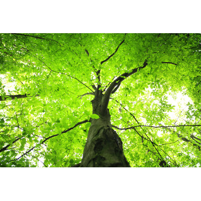 Green Tree by Konradlew - No Frame Art Prints on Canvas