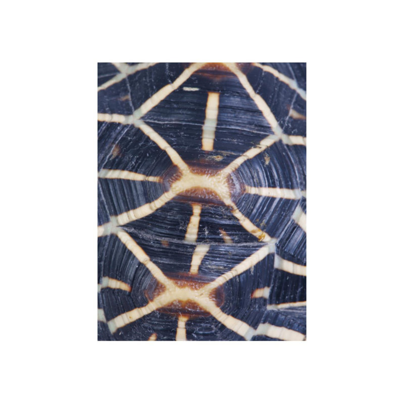 Carapaced Motif I Print by Austin Beiv, Matte, 40" H x 30" W
