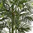 Areca Palm Tree in Planter