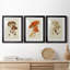 Champignon Variétés VI, reproduction encadrée de qualité supérieure, prête à être accrochée-898072088-898072090-898086850
