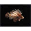 Firefish Framed Photographic Print Canvas