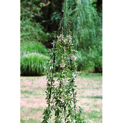 Migues 10cm W Obelisk Trellis